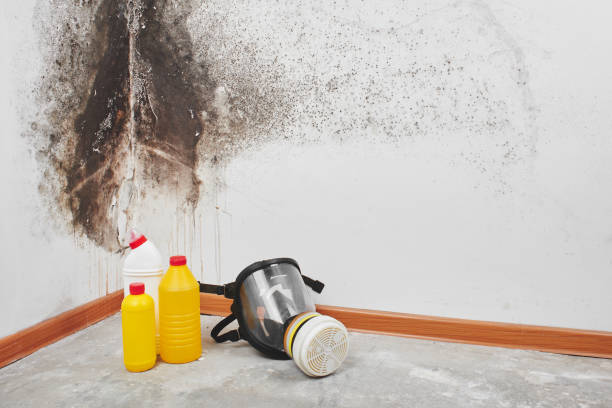 Best Mold Damage Repair  in Cape Neddick, ME