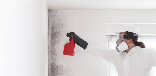 Best Black Mold Removal  in Cape Neddick, ME