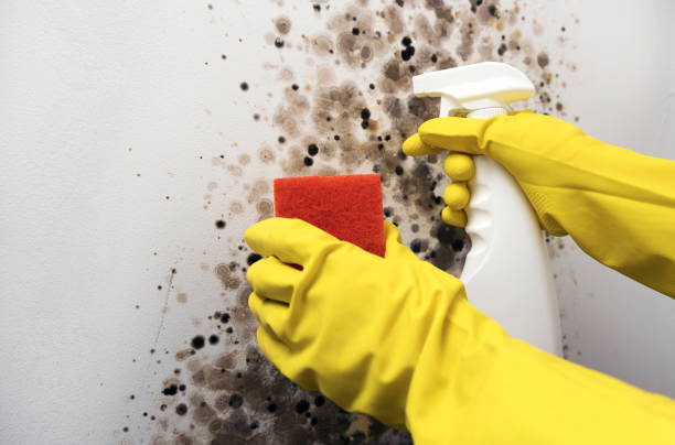 Best Professional Mold Removal  in Cape Neddick, ME